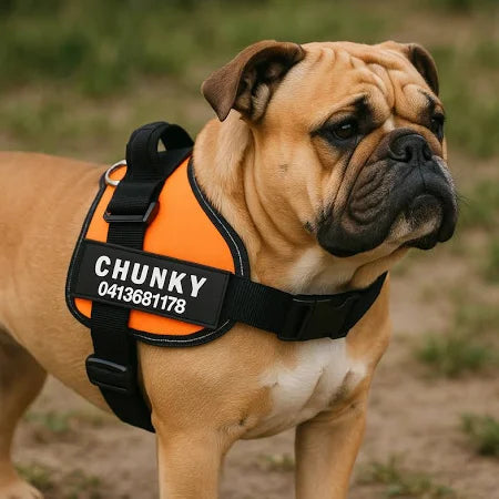 No-Pull Personalized Dog Harness – Custom Name & Number